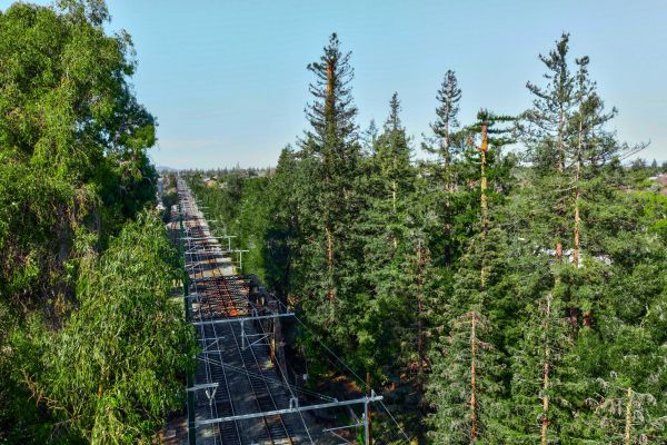 El Palo Alto: A Living Legacy