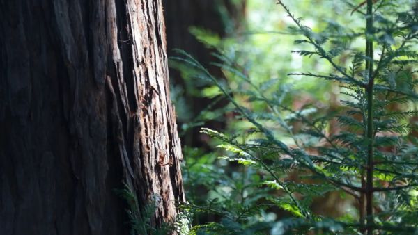 El Palo Alto: A Tree's Resilience